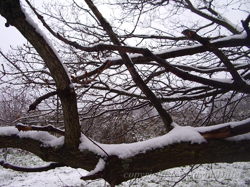 Tree patterns, Snow, Blackheath IMGP7535.JPG